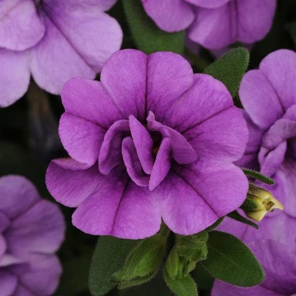 MiniFamous<sup>®</sup> Neo Double Amethyst