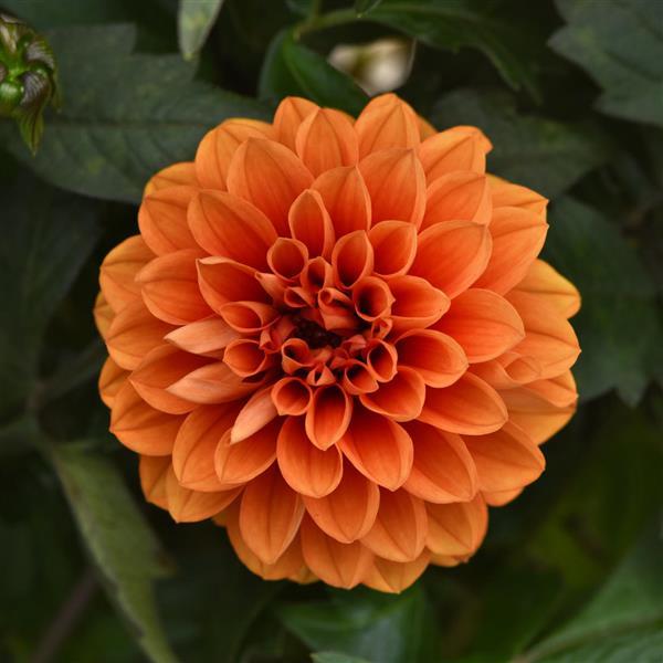 City Lights™ Apricot Glow