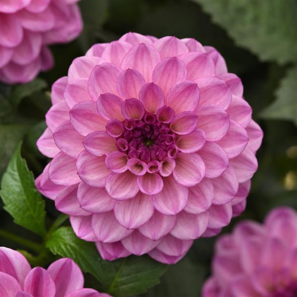 City Lights™ Lavender Pink 26