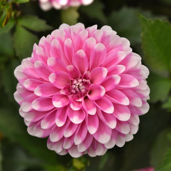 Dalaya<sup>®</sup> Pink Lace