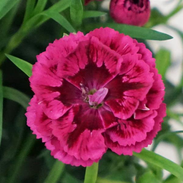 DiaDeur™ Magenta+Red