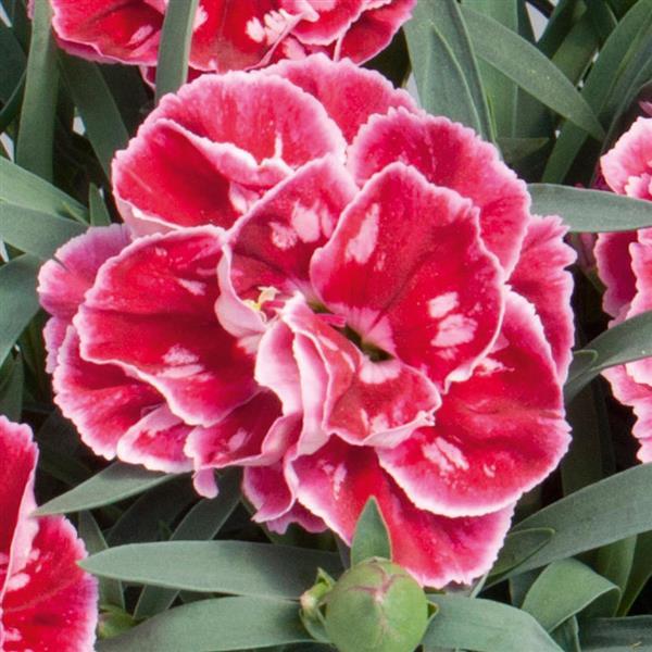 SuperTrouper™ Red+Pink