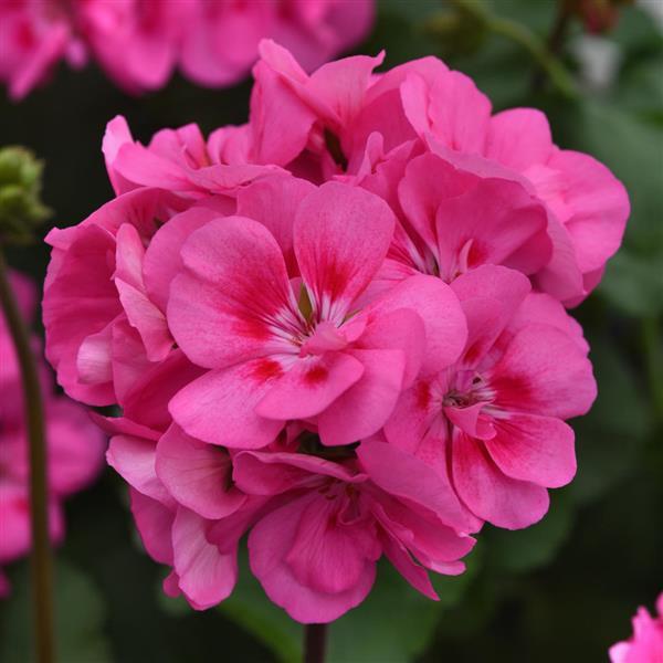 Sunrise™ Pink