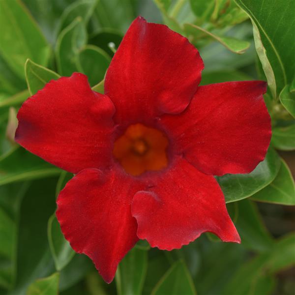 Divina Compact Red