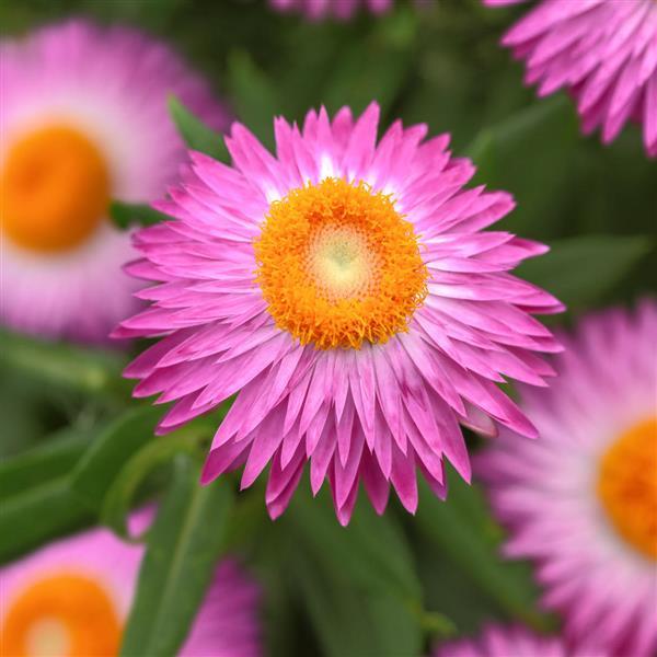 Mohave™ Pink