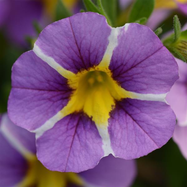 MiniFamous<sup>®</sup> Uno Violet Star