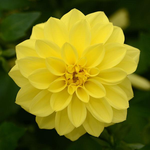 Dalaya<sup>®</sup> Yellow