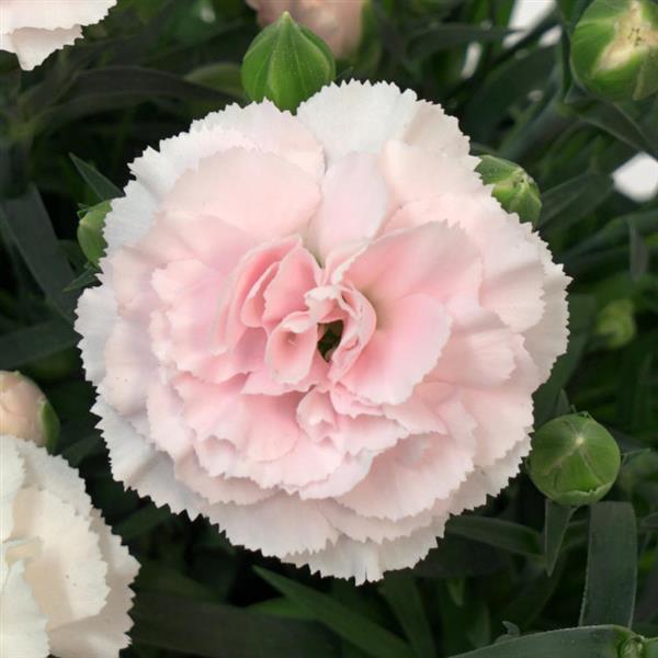 SuperTrouper™ Appleblossom