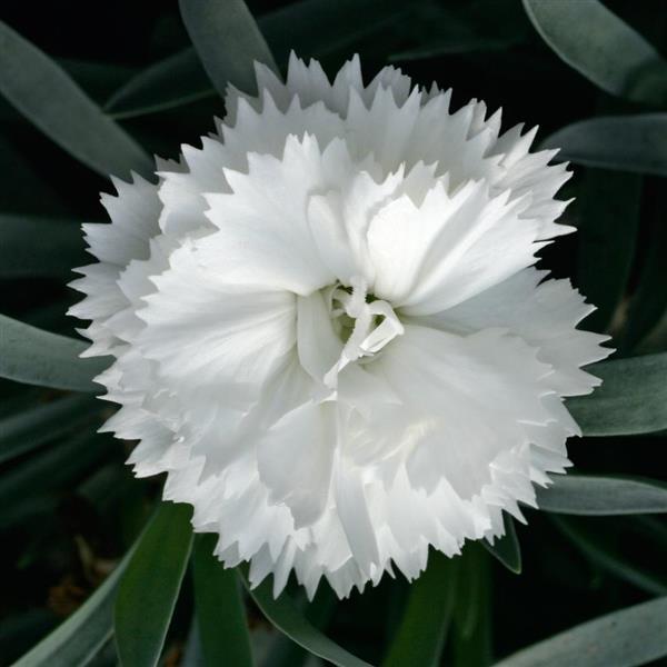 SuperTrouper™ White