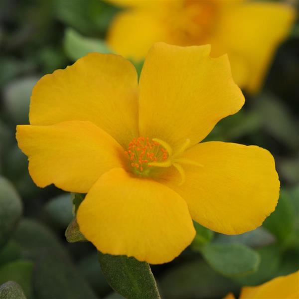 PortoGrande™ Yellow