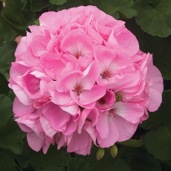 Sunrise™ Light Pink