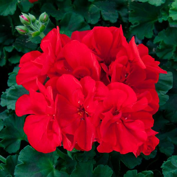 Sunrise™ Dark Red