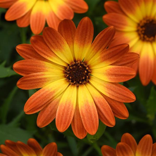 Zion™ Orange Burst