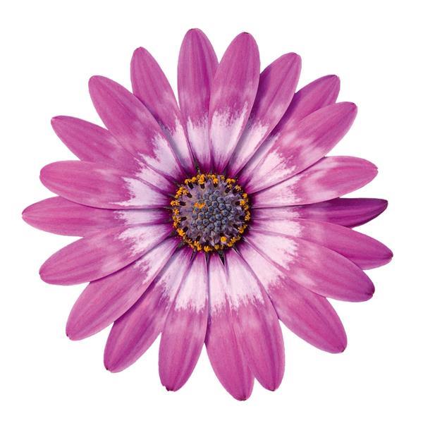 Zion™ Violet Feather