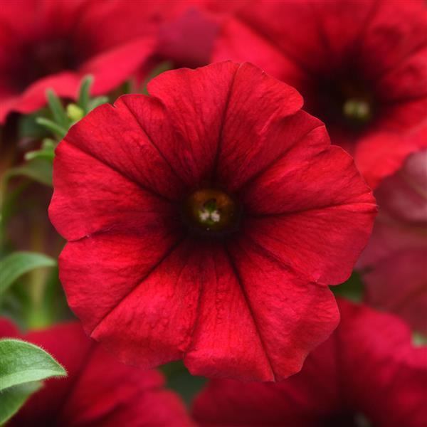 Headliner™ Crimson