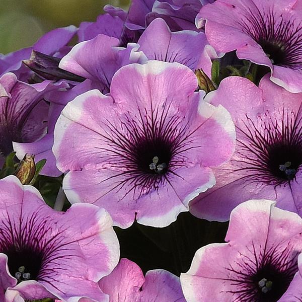 Headliner™ Lavender Picotee