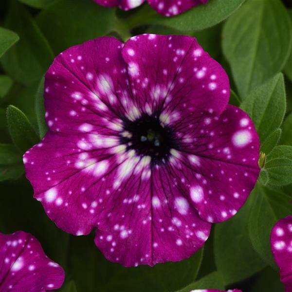 Headliner™ Electric Purple Sky