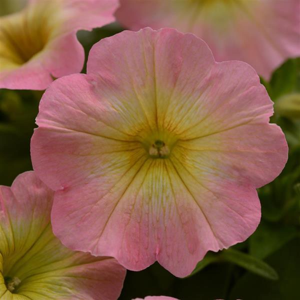 Starlet™ Pink Lemonade