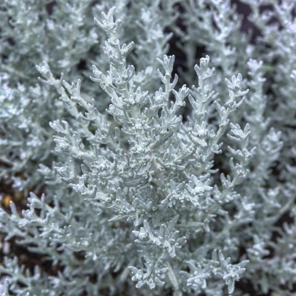 Silver Stitch