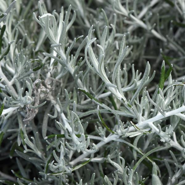 Silver Threads