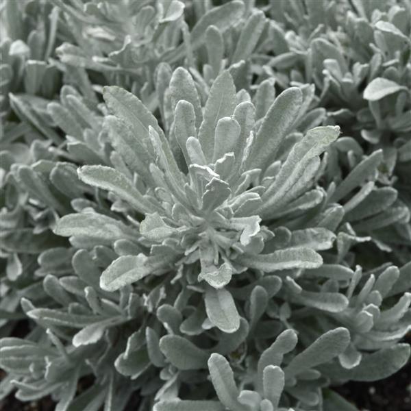 Silver Yarns