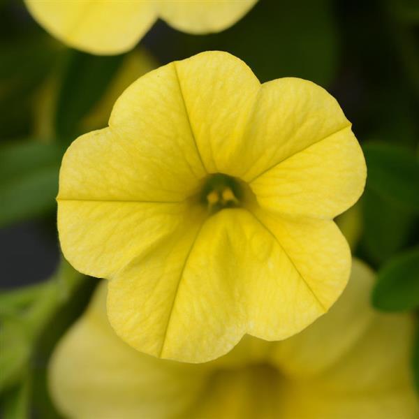 MiniFamous<sup>®</sup> Neo Deep Yellow