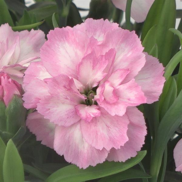 Oscar<sup>®</sup> Light Rose