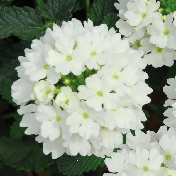 Lascar™ White
