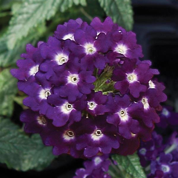Lascar™ Dark Violet