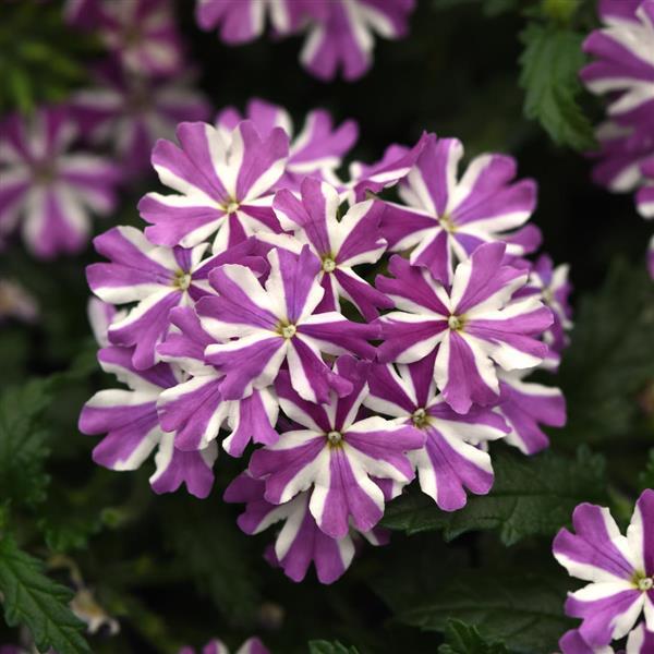 Beats™ Lavender Star