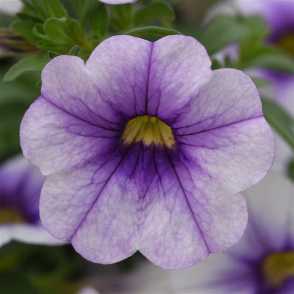 MiniFamous<sup>®</sup> Neo Violet Ice