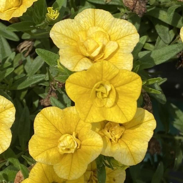MiniFamous<sup>®</sup> Neo Double Deep Yellow 27