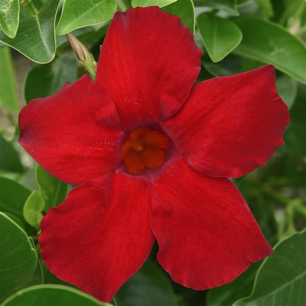 Divina MegaFlora Red