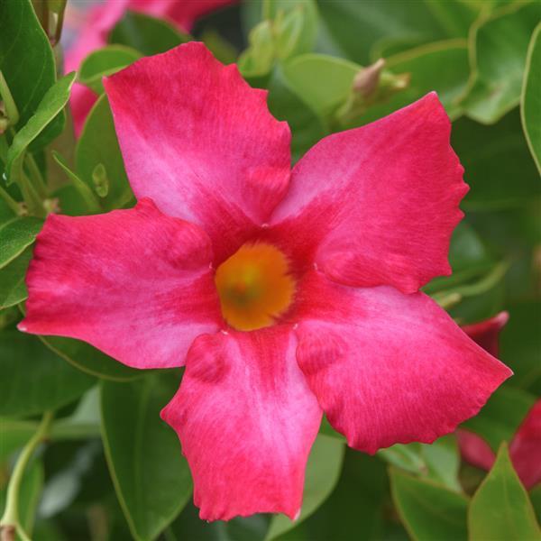 Divina MegaFlora Neon Pink