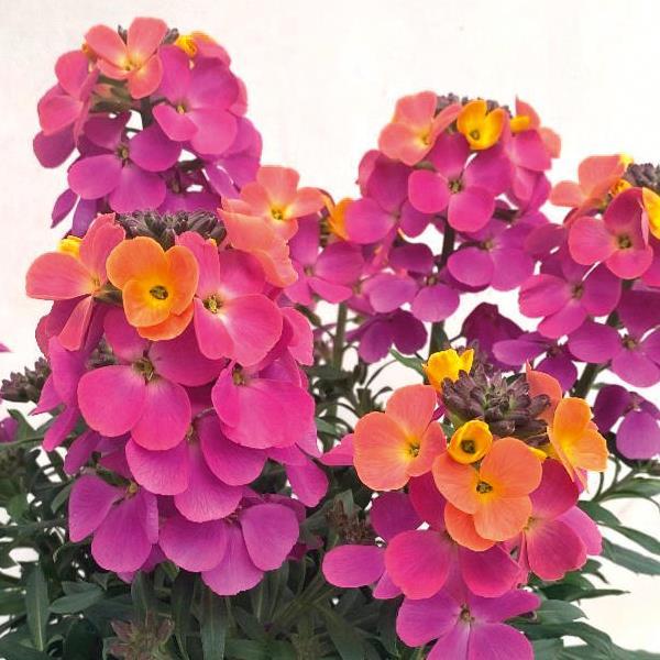 Brightside™ Fuchsia Glow