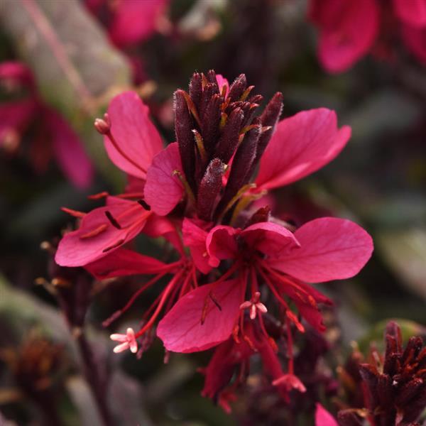 Belleza<sup>®</sup> Dark Pink