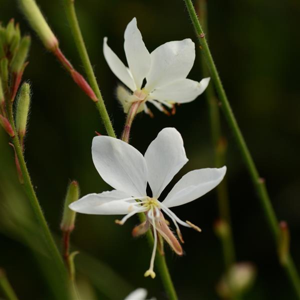 Belleza<sup>®</sup> White
