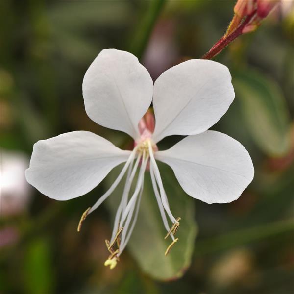 Belleza<sup>®</sup> Early White