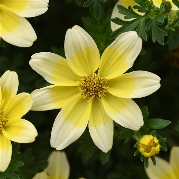 Namid™ Compact White+Yellow Eye