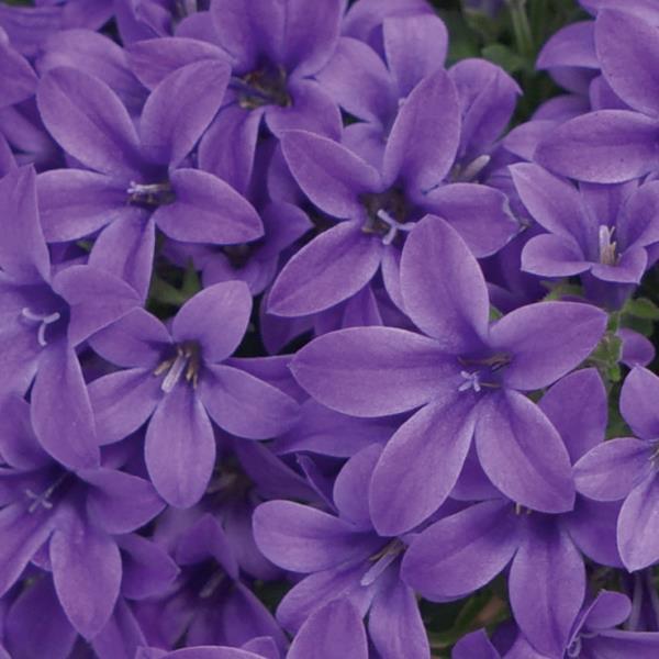 Campini™ Blue