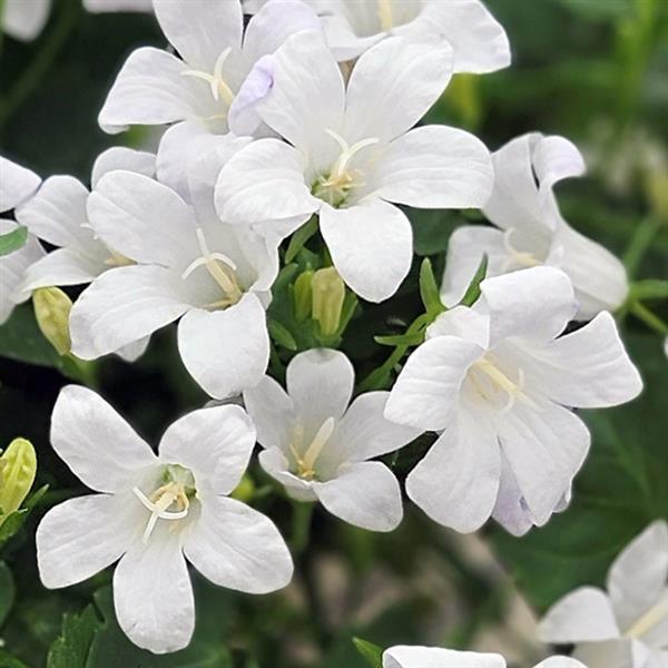 Campini™ White