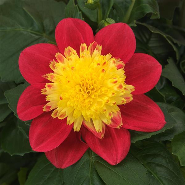Venti™ FireBurst