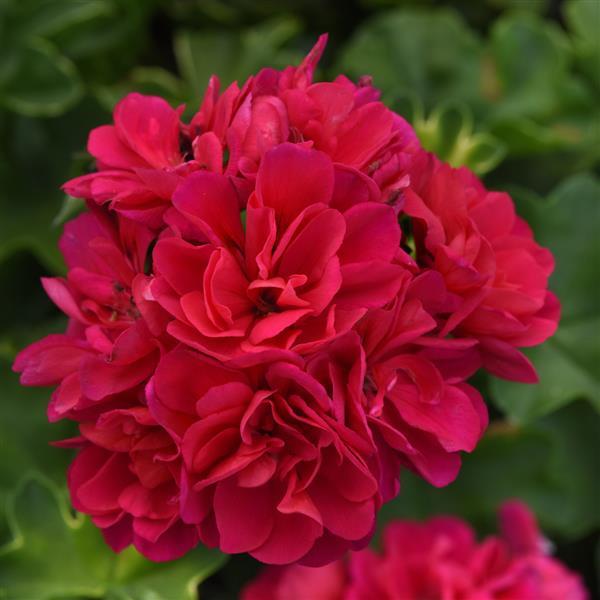 Royal™ Hot Pink
