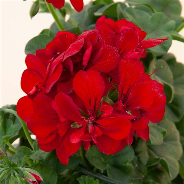 Royal™ Dark Red