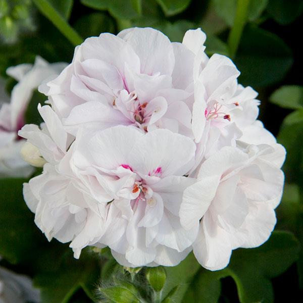 Royal™ White