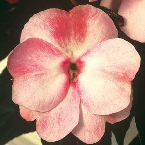 ColorPower™ Appleblossom