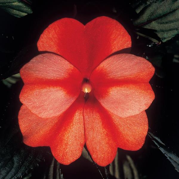 ColorPower™ Orange Flame