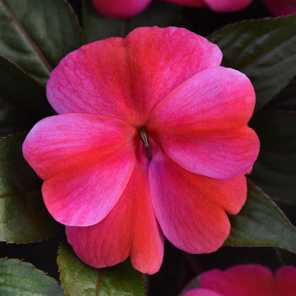 ColorPower™ Red Flame