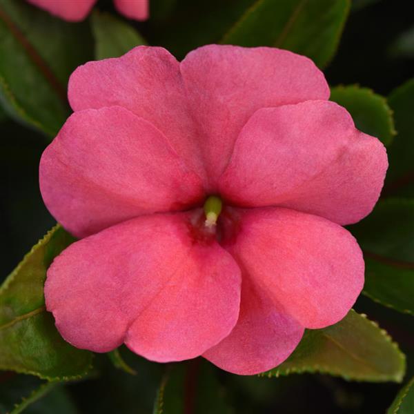ColorPower™ Rose