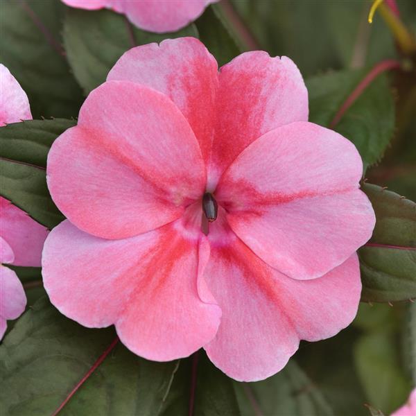 ColorPower™ Pink Flame